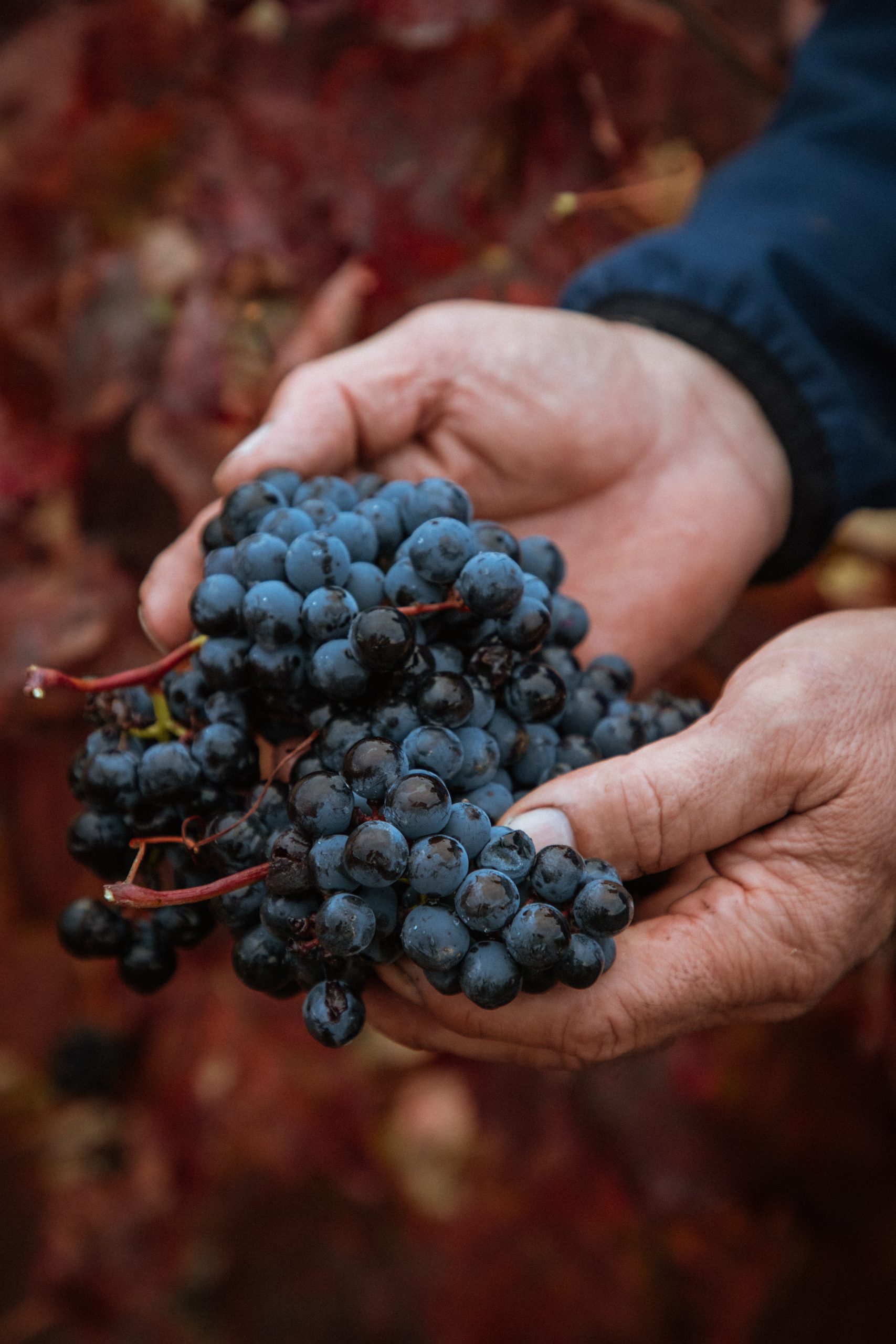 Fotografía de Uvas Bodegas Amézola