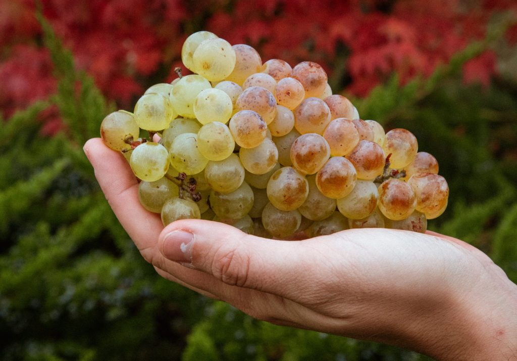 Bodegas Amézola de la Mora - racimo blanco